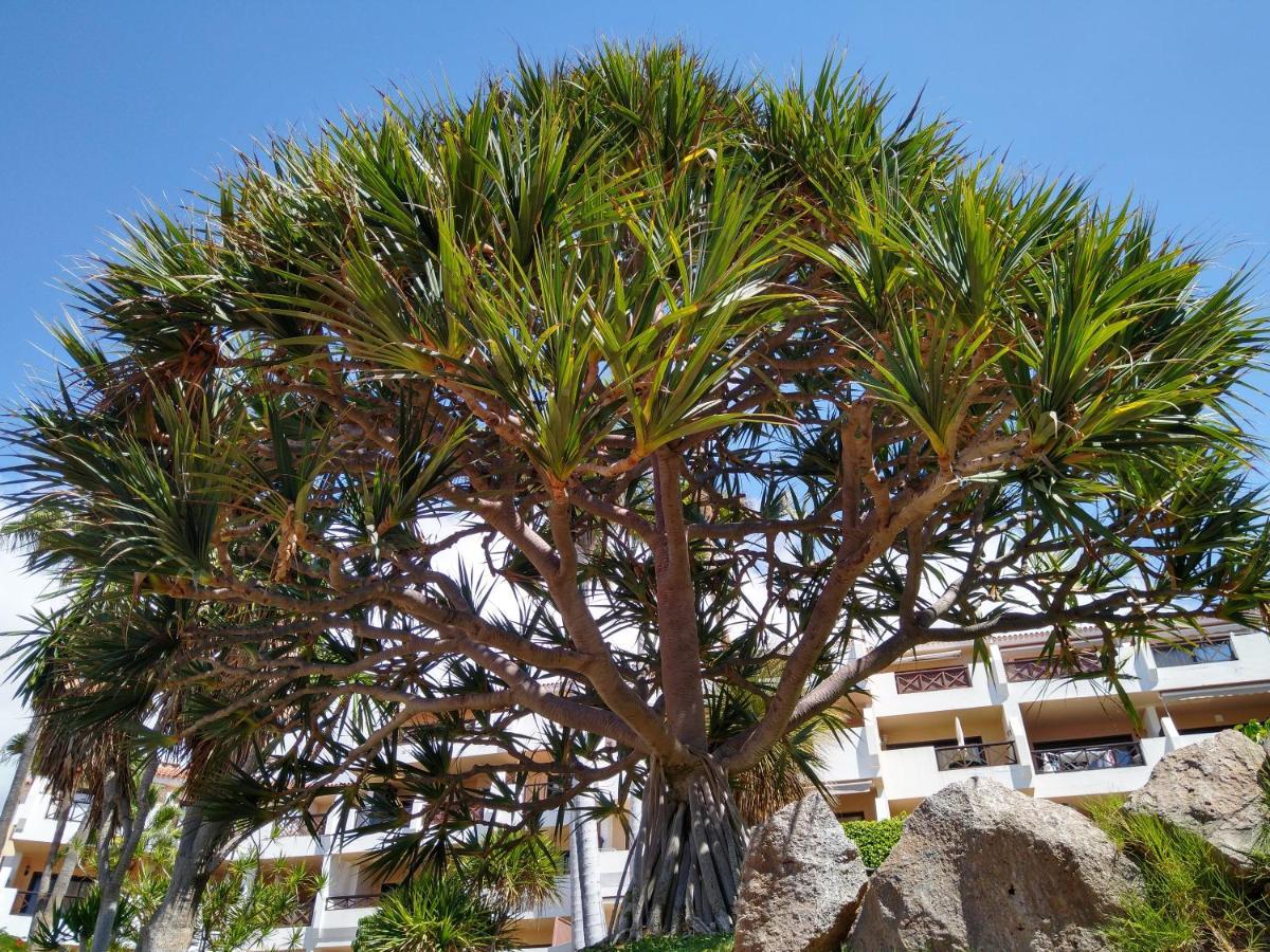 Forest Flat - Big Heated Pool, Terrace, Tv Channels, Golf Courses San Miguel de Abona Eksteriør billede